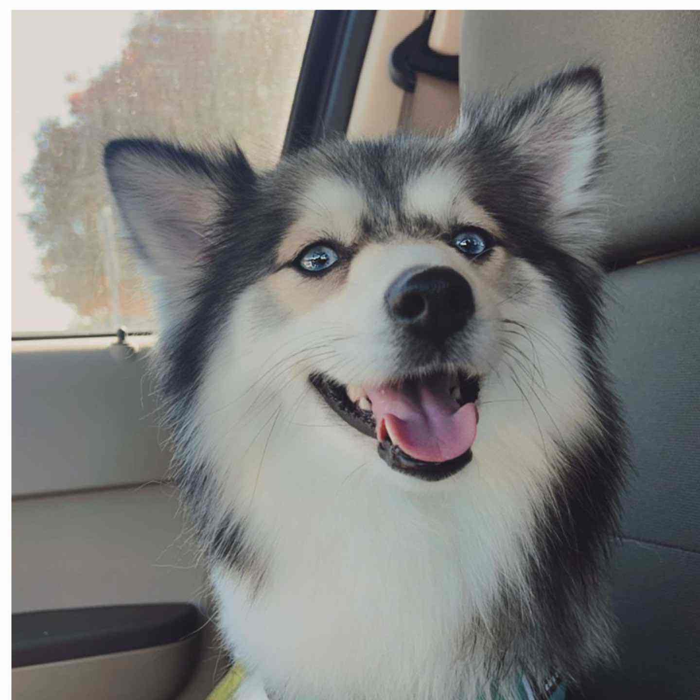 Gray and white dog with blue eyes sitting in a vehicle