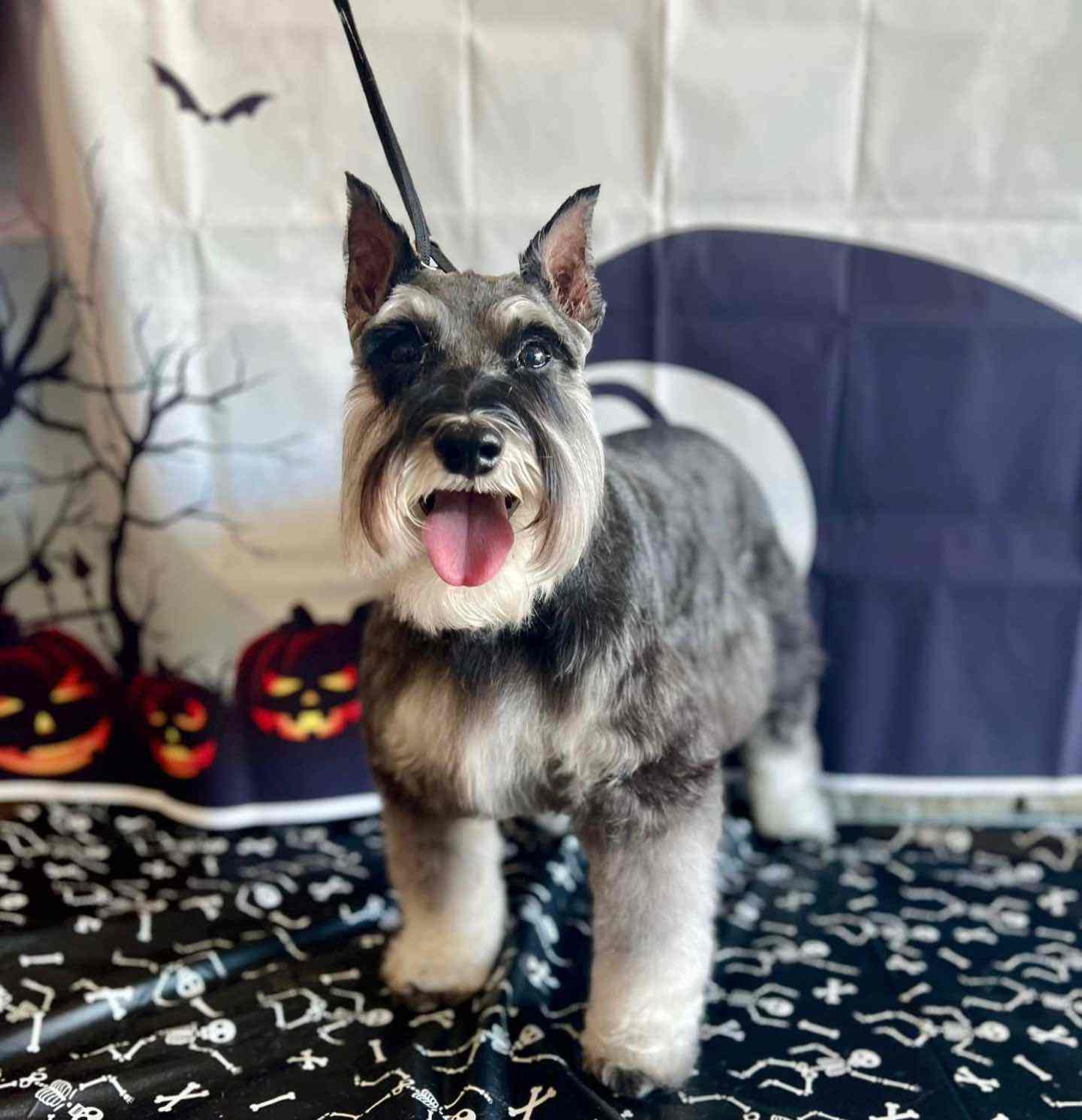 Gray dog with a trimmed beard standing on a grooming table with a Halloween backdrop