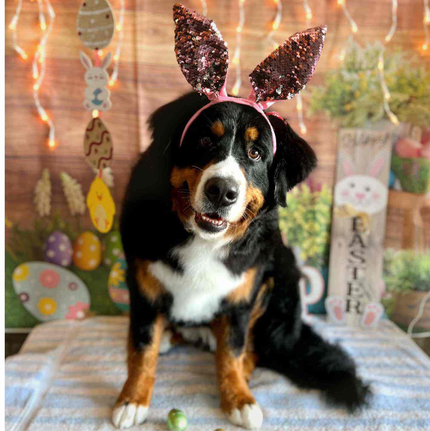 Black, white and tan dog wearing pink bunny ears in front of an Easter backdrop