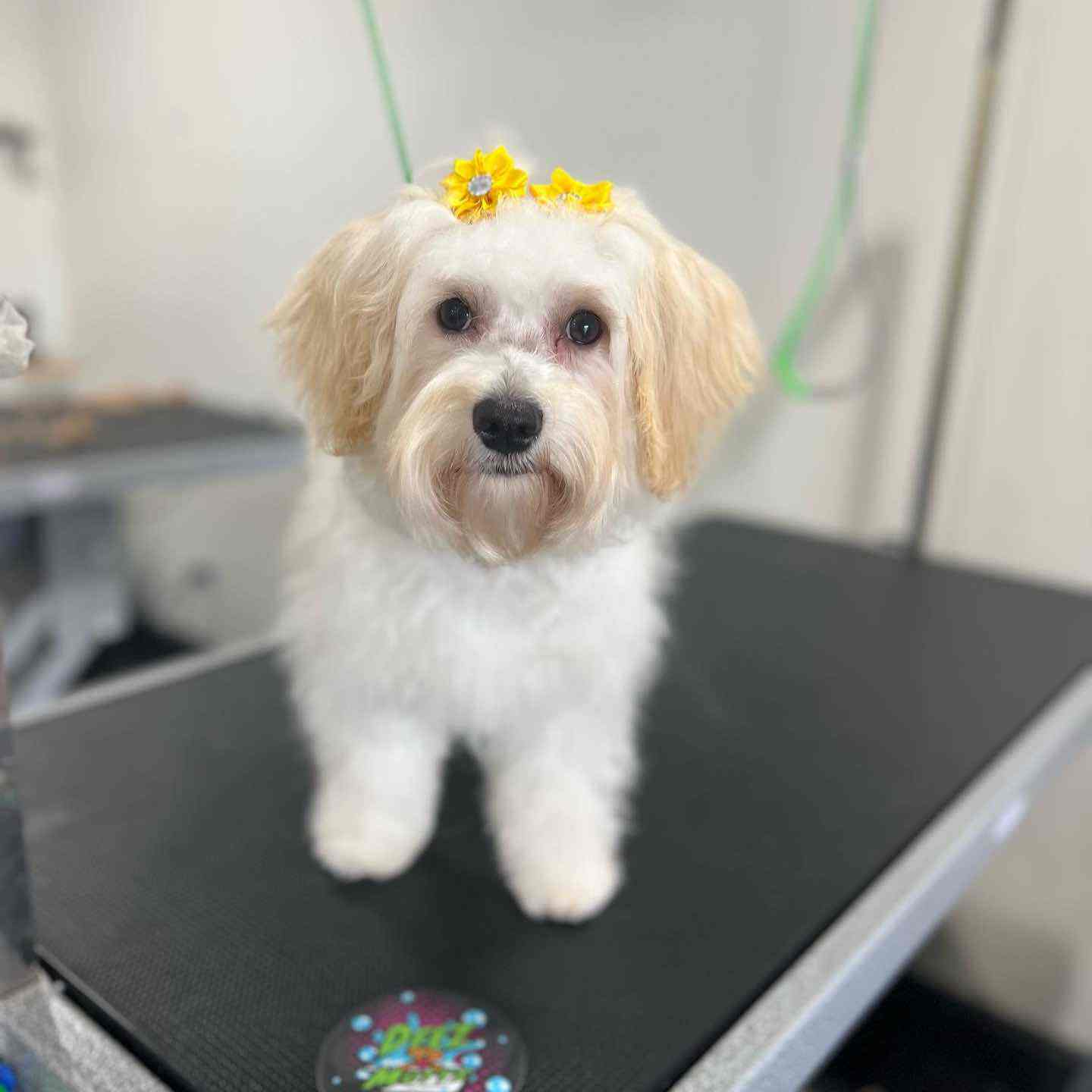 Small white dog with cream ears and yellow flower bows standing on a grooming table