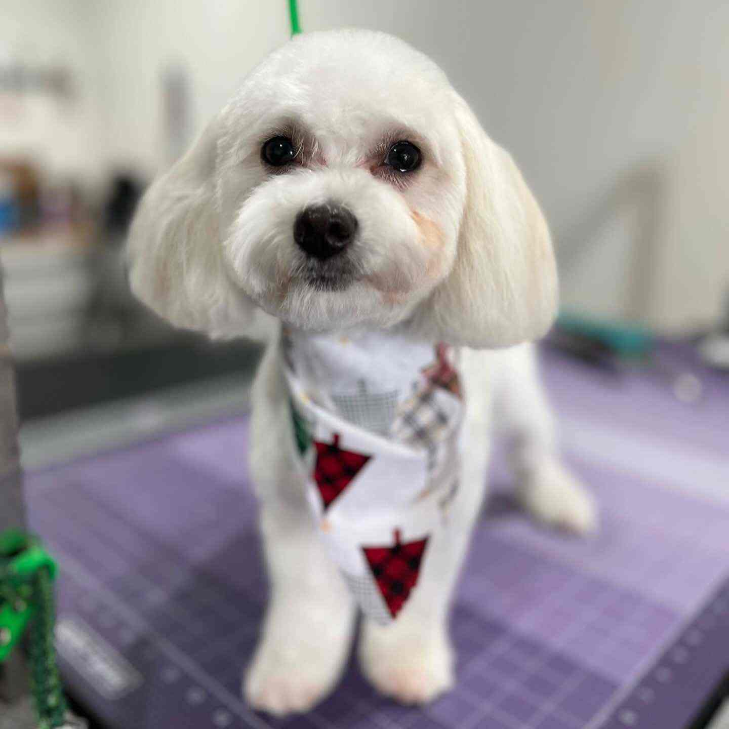 Small white dog wearing a red and black patterned bandana on a purple grooming table