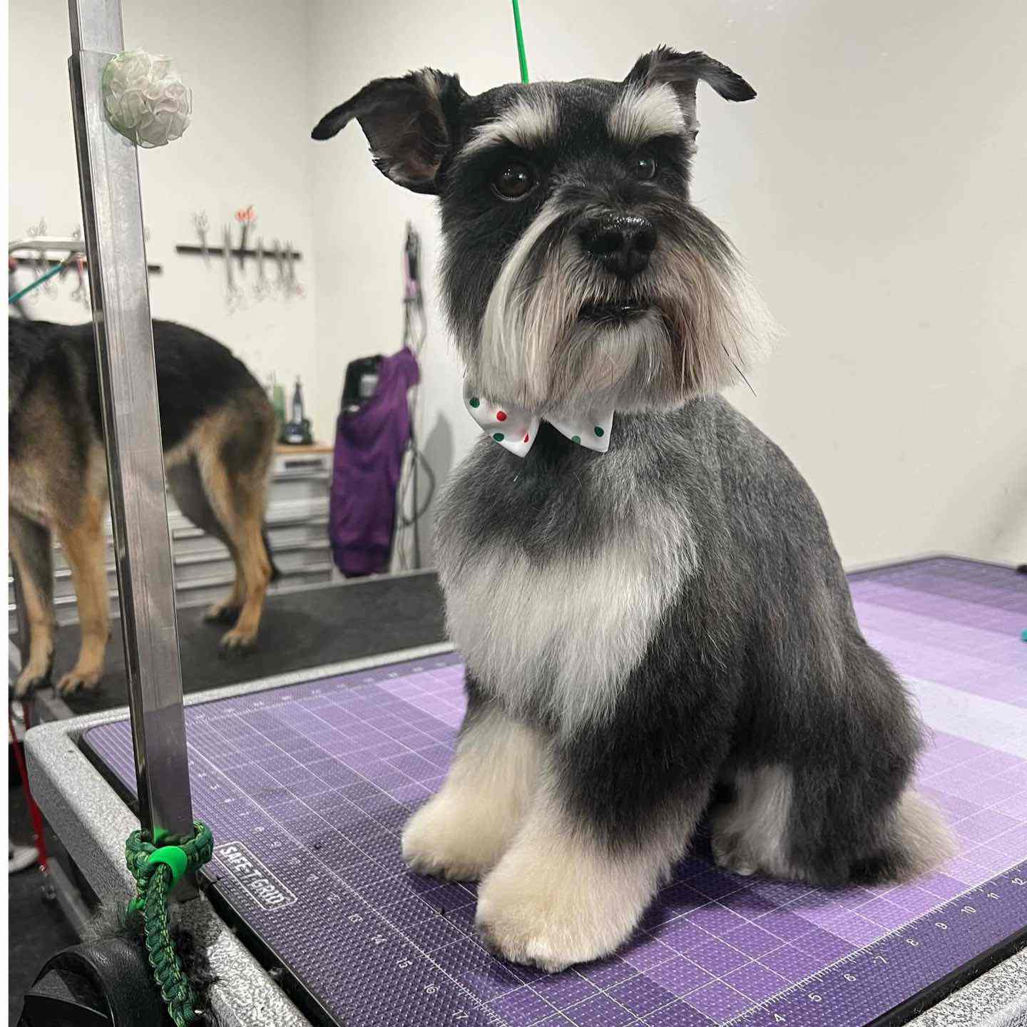 Black and gray dog with a trimmed beard and bow tie sitting on a purple grooming table