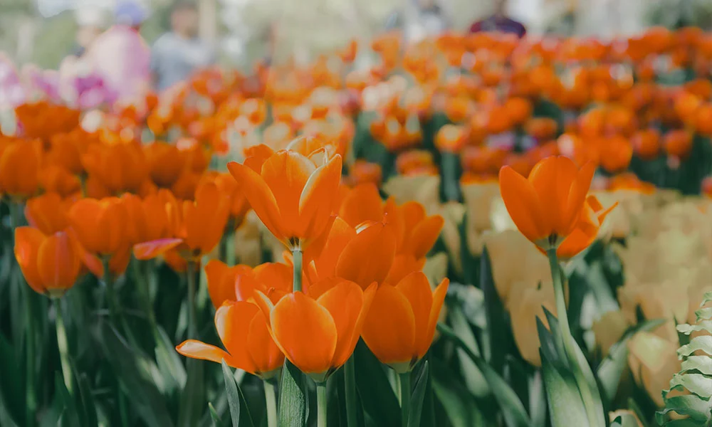 RHS Chelsea Flower Show