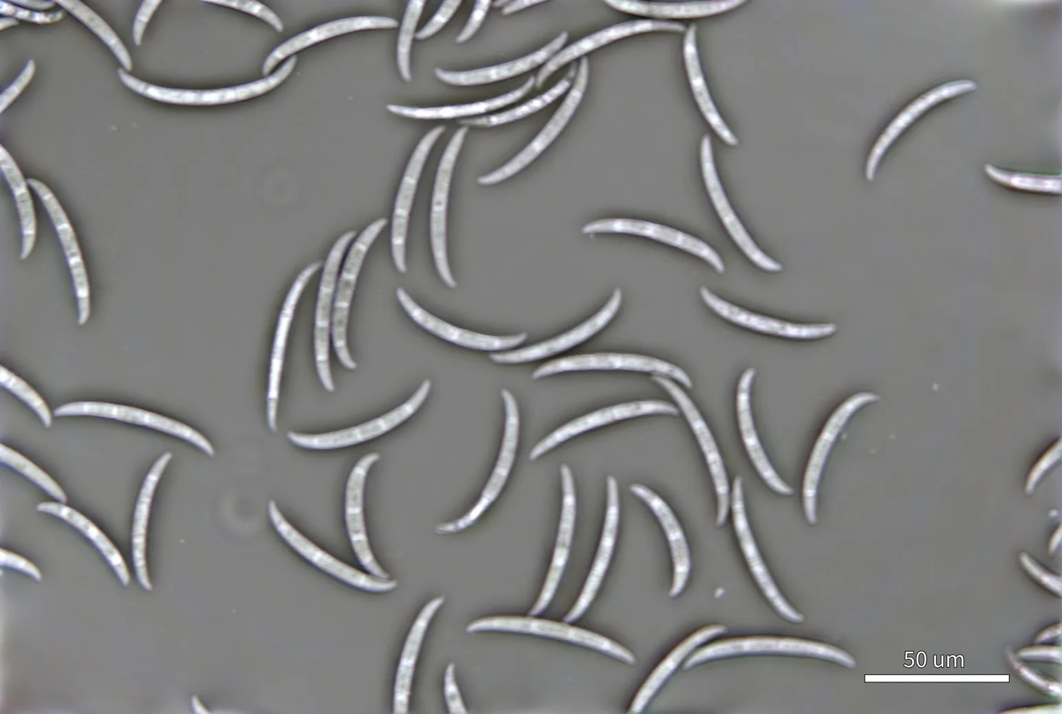 Quantitative phase image of the same spores