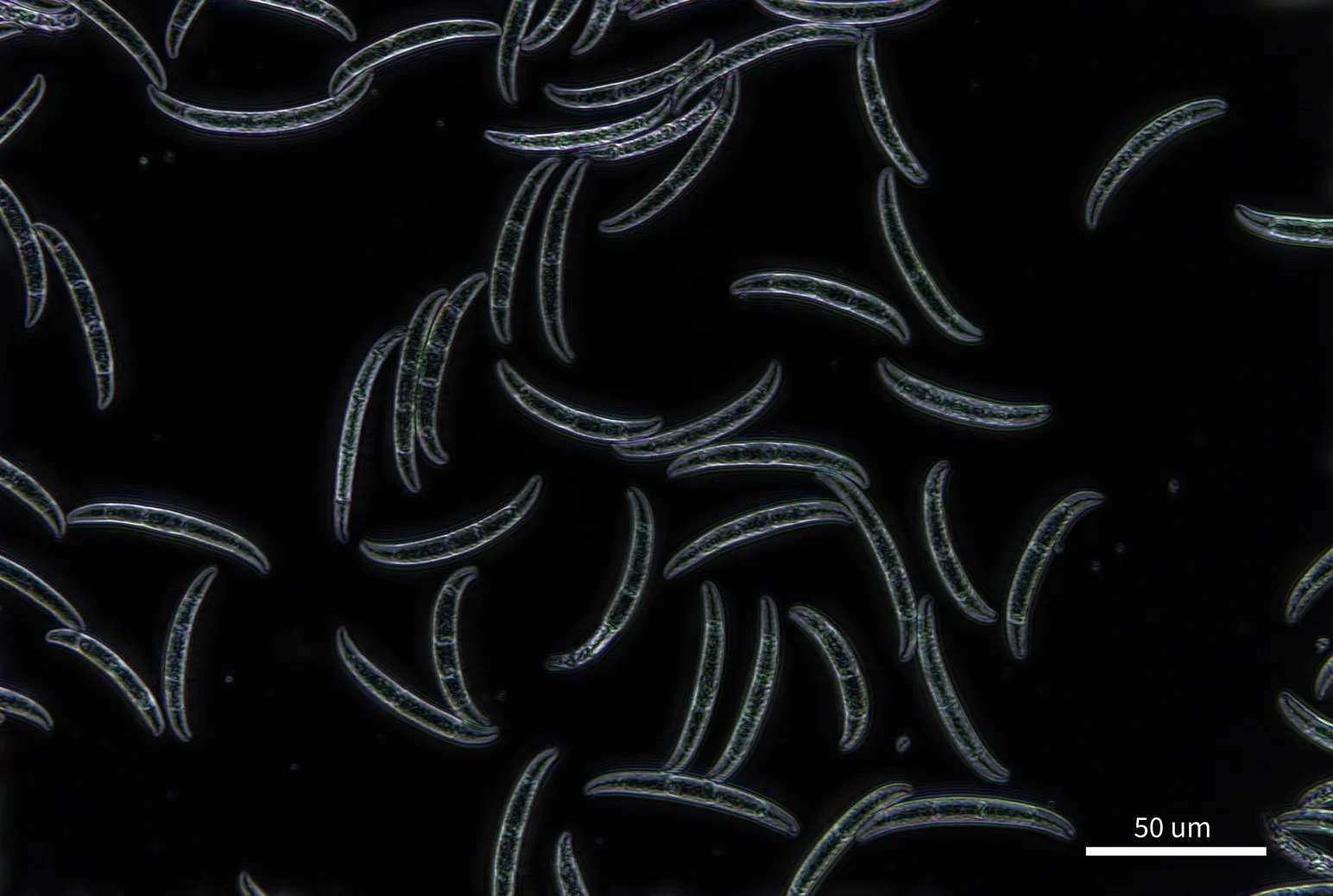 Scattering image of the same spores