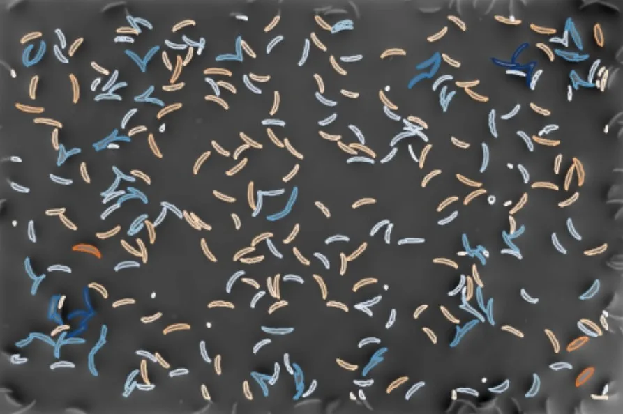 Dry mass overlaid on each spore, live in blue and dead in orange