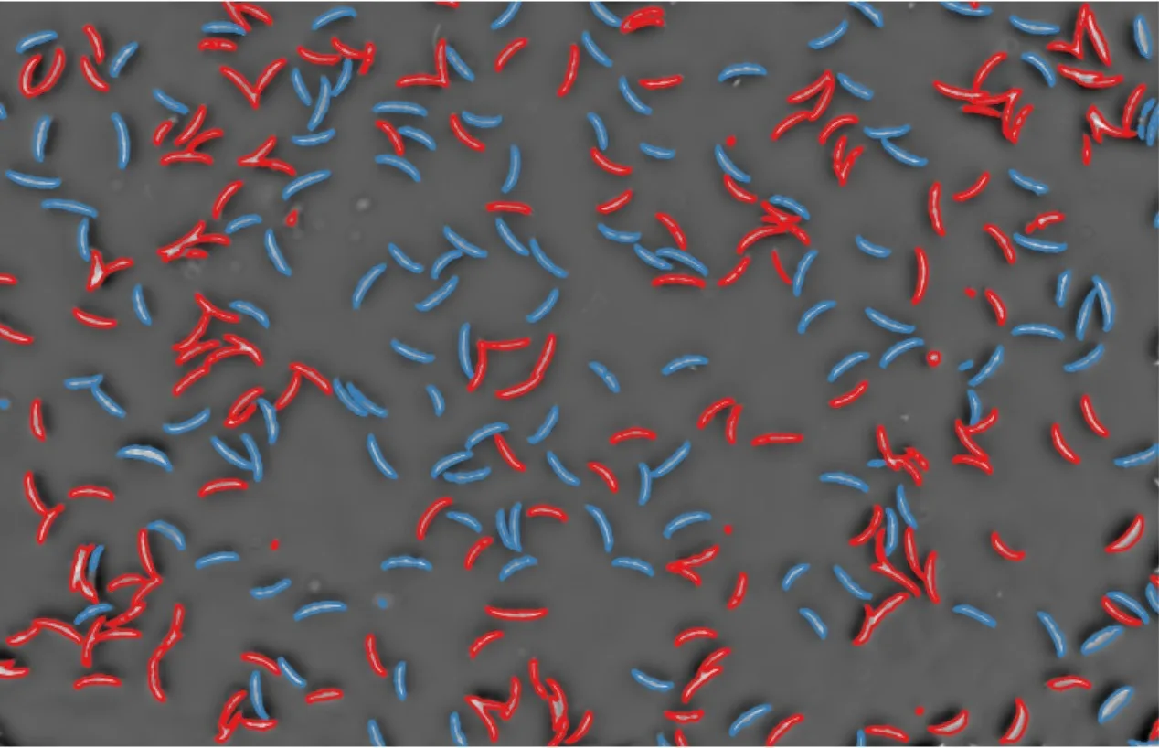 Segmented spores, live in blue and dead in red