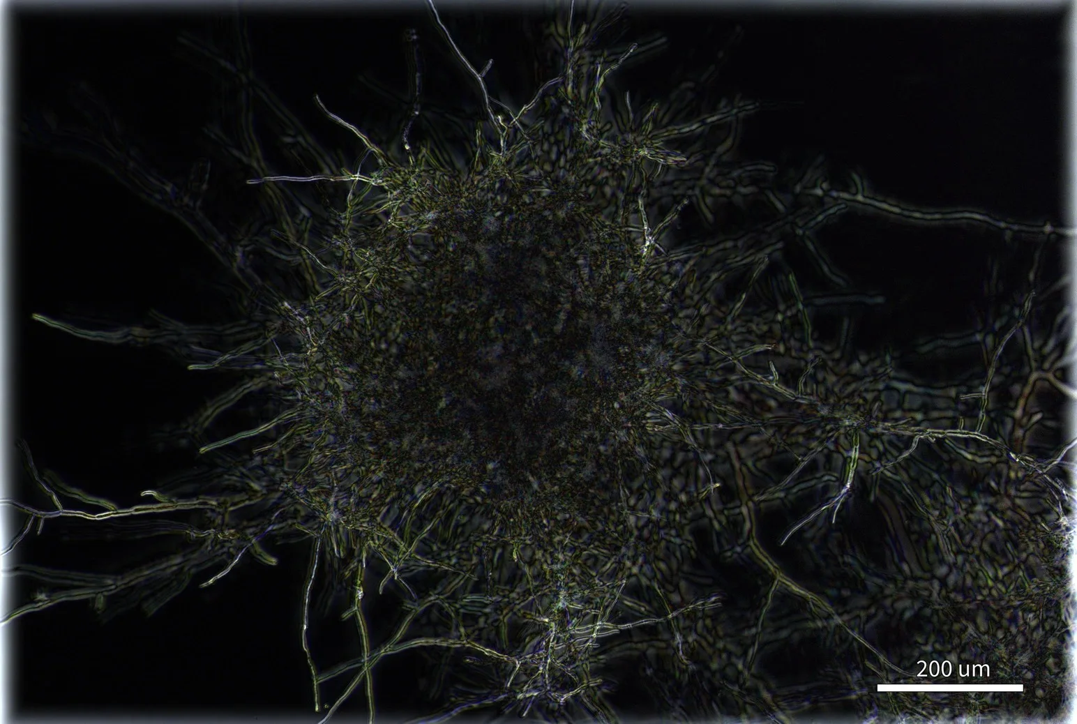 Scattering image of the same mycelium
