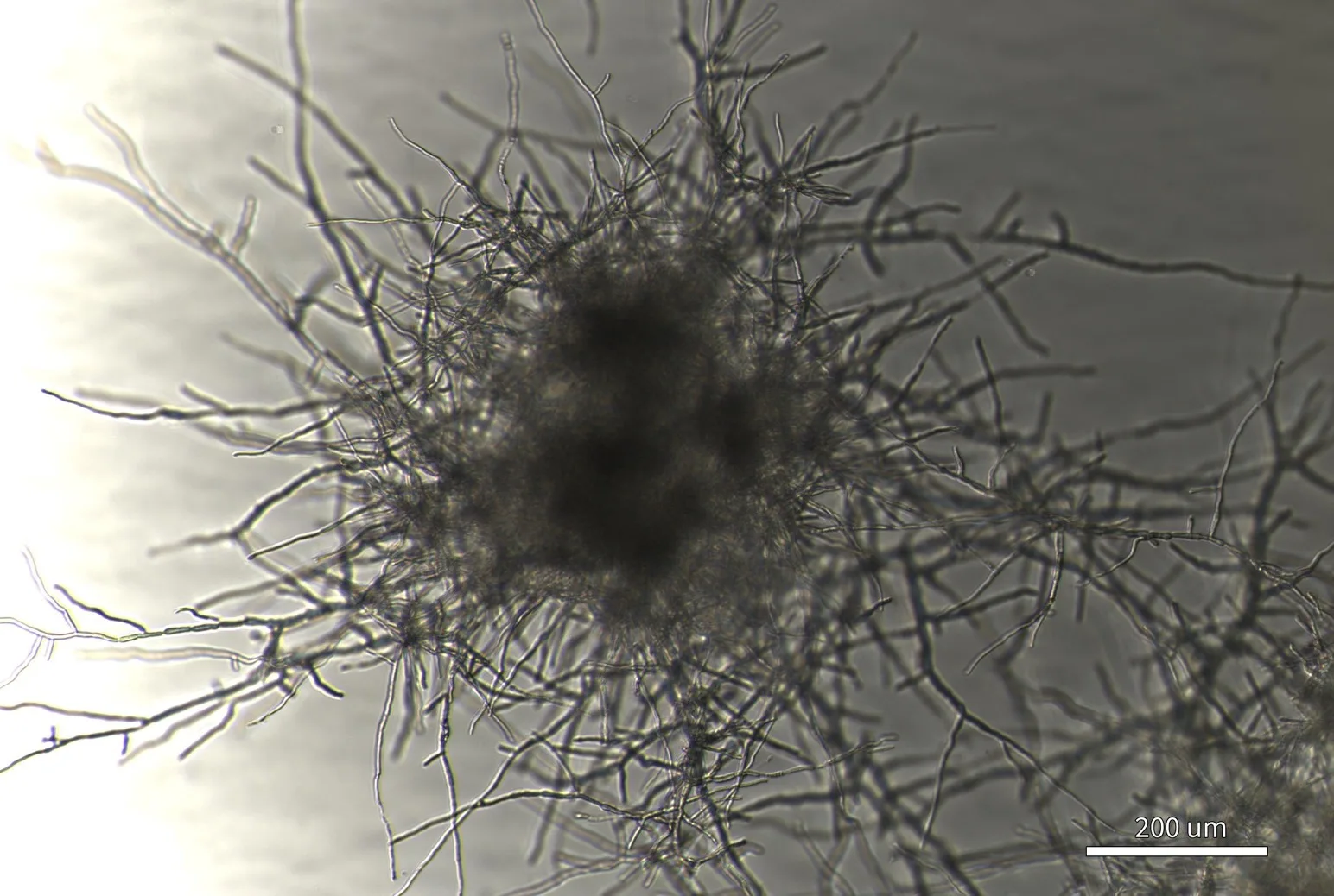 Brightfield image of an unstained mycelium