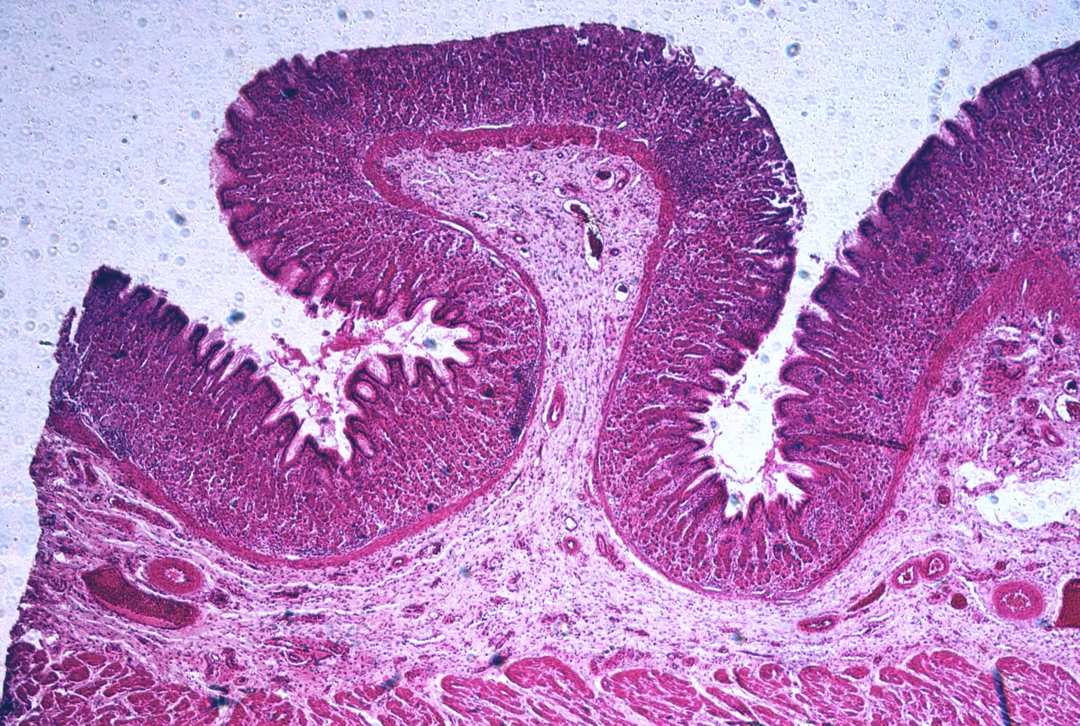 Bright-field image of a tissue sample