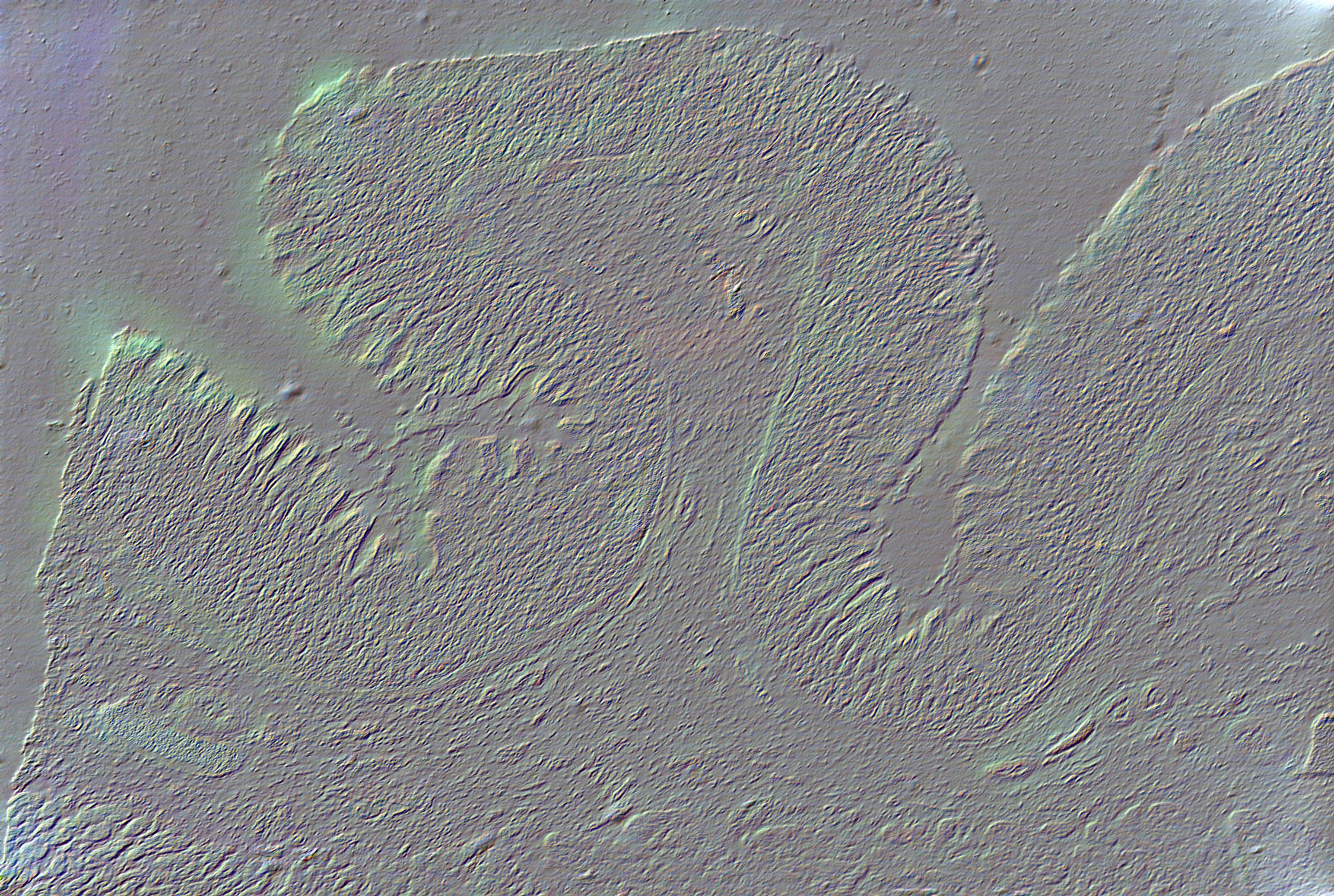 DIC image of the same tissue sample