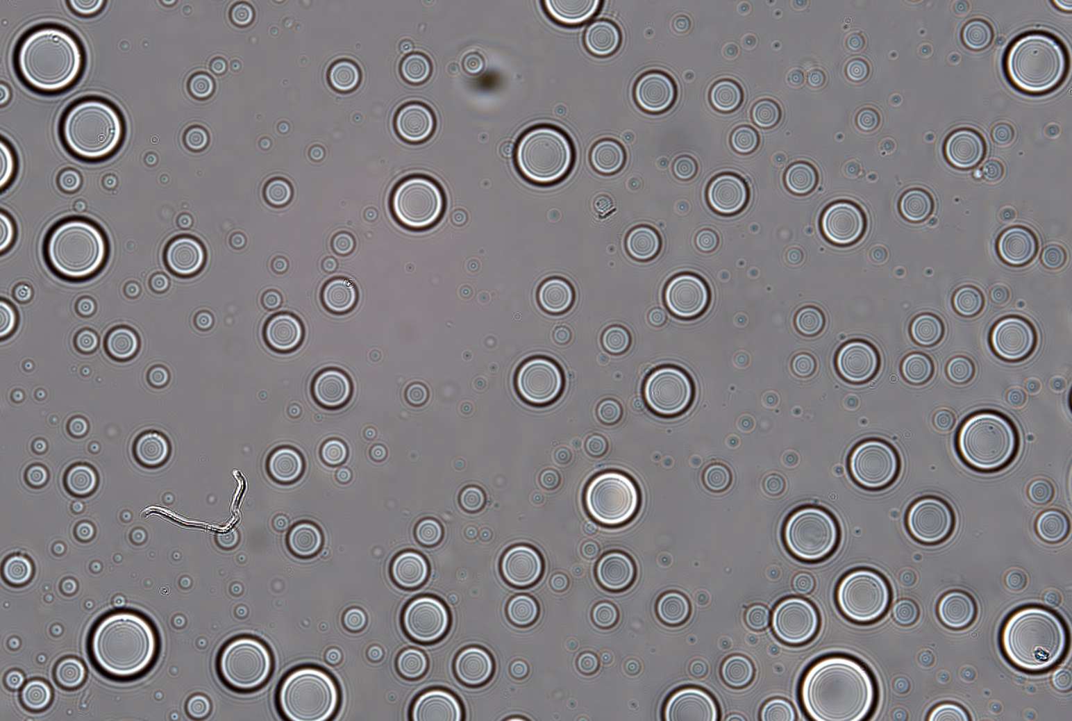 Bright-field image of condensates