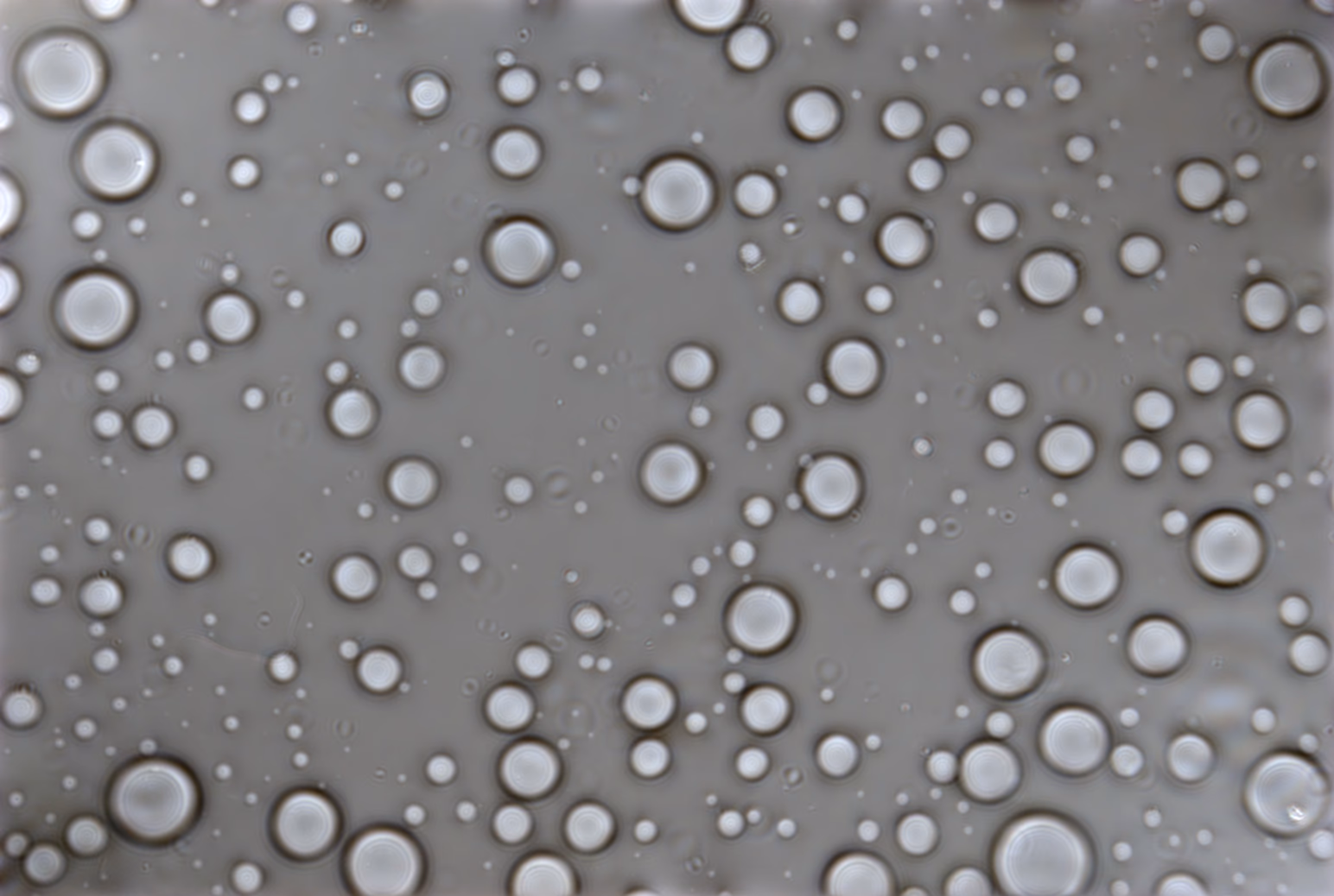 Quantitative phase image of the same condensates