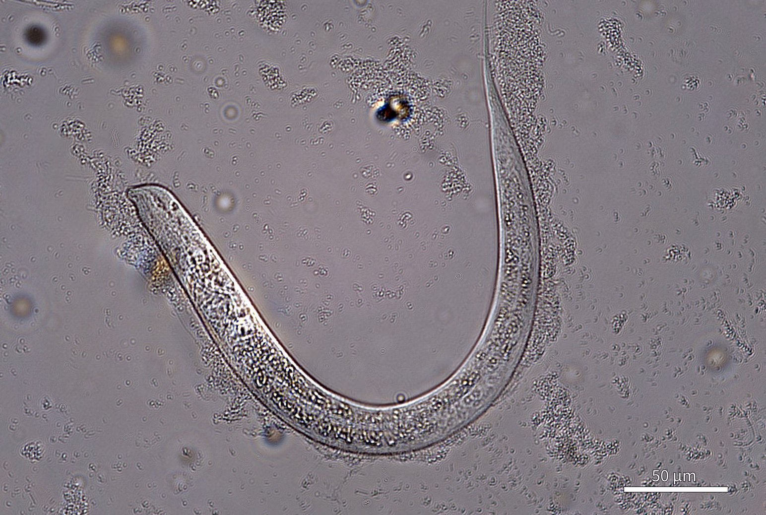 Bright-field image of a C. elegans nematode