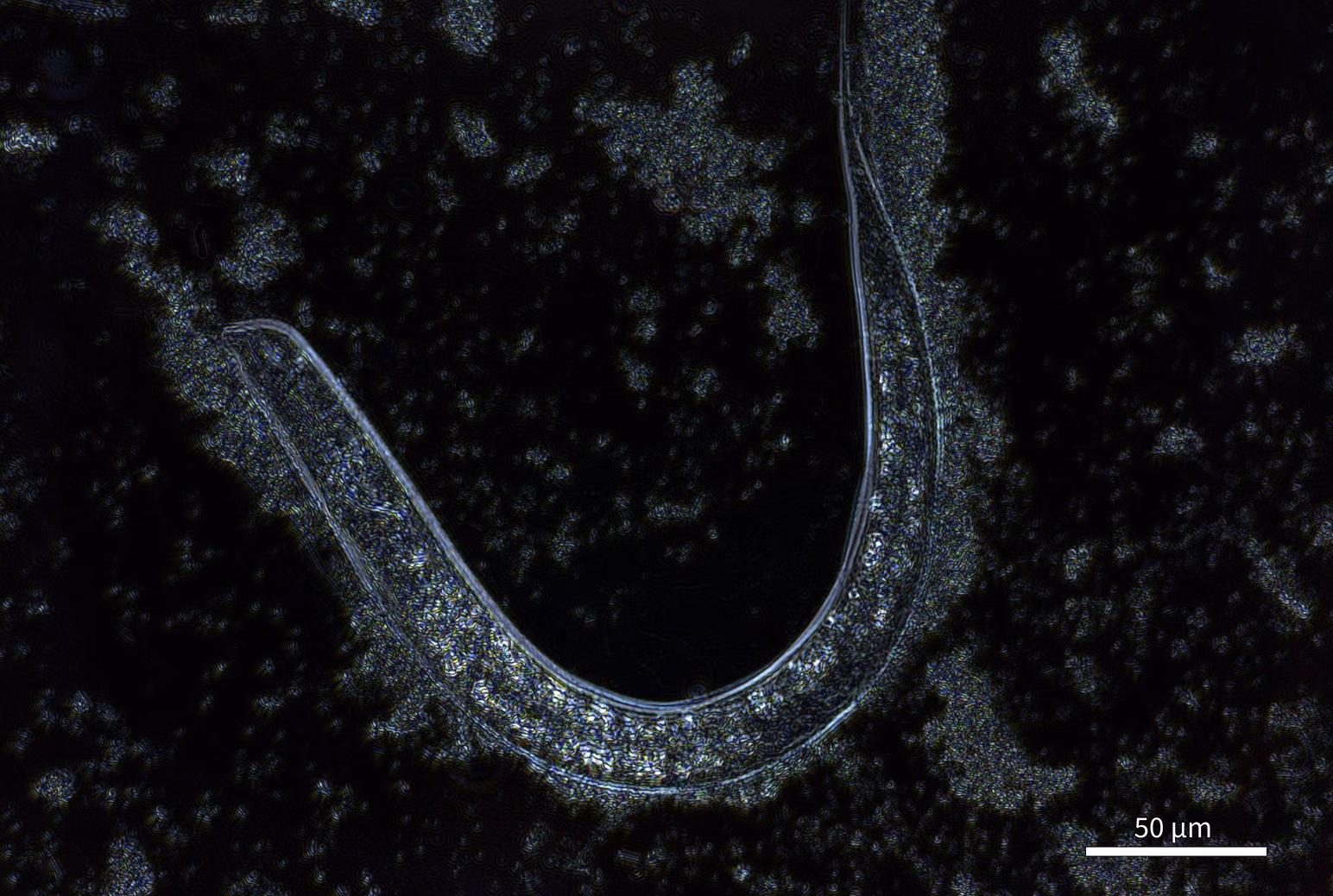 Scattering amplitude image of the same nematode