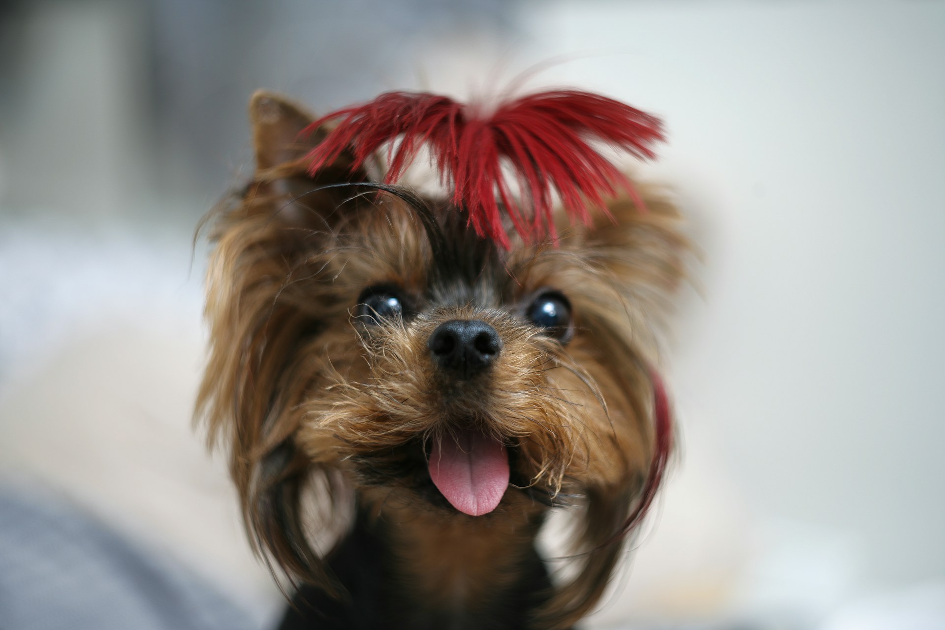 Small brown and black dog with a red strip of fur on the top of its head.