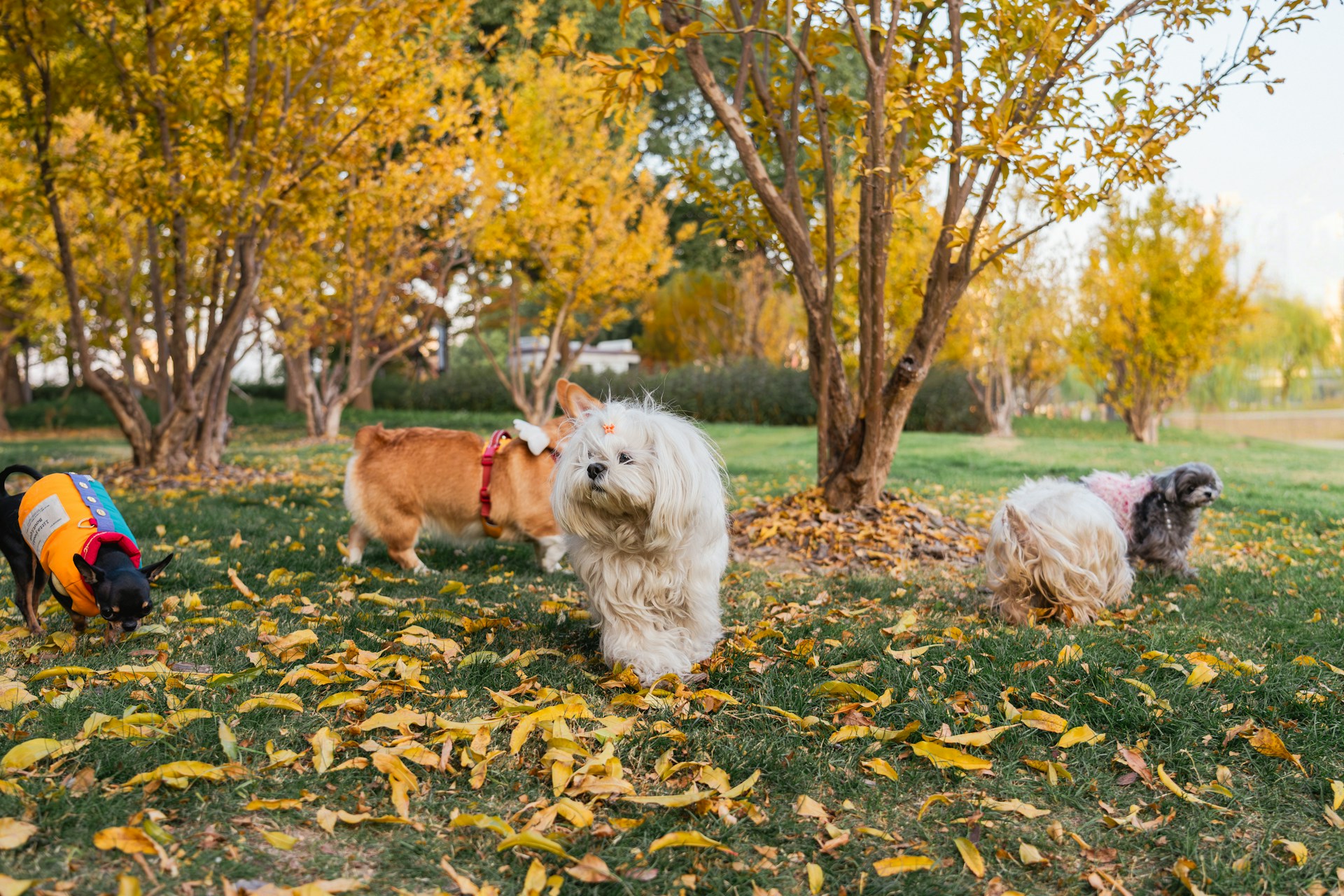 A group of small dogs in a park together on an autumn day.