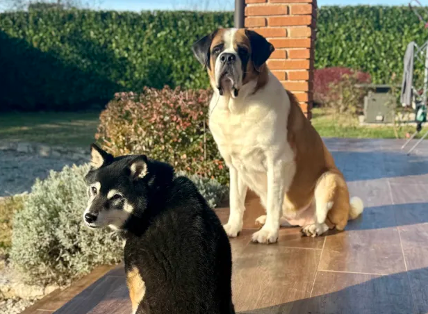 Photograph of a Shiba Inu and Saint Bernard sitting on a tiled deck in the sunshine, looking at the camera.