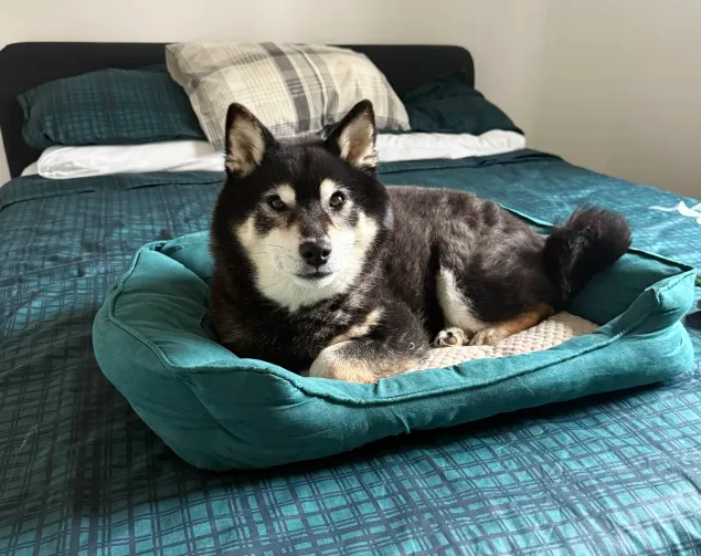 A Shiba Inu laying in his green bed, colour-coordinated with the room.