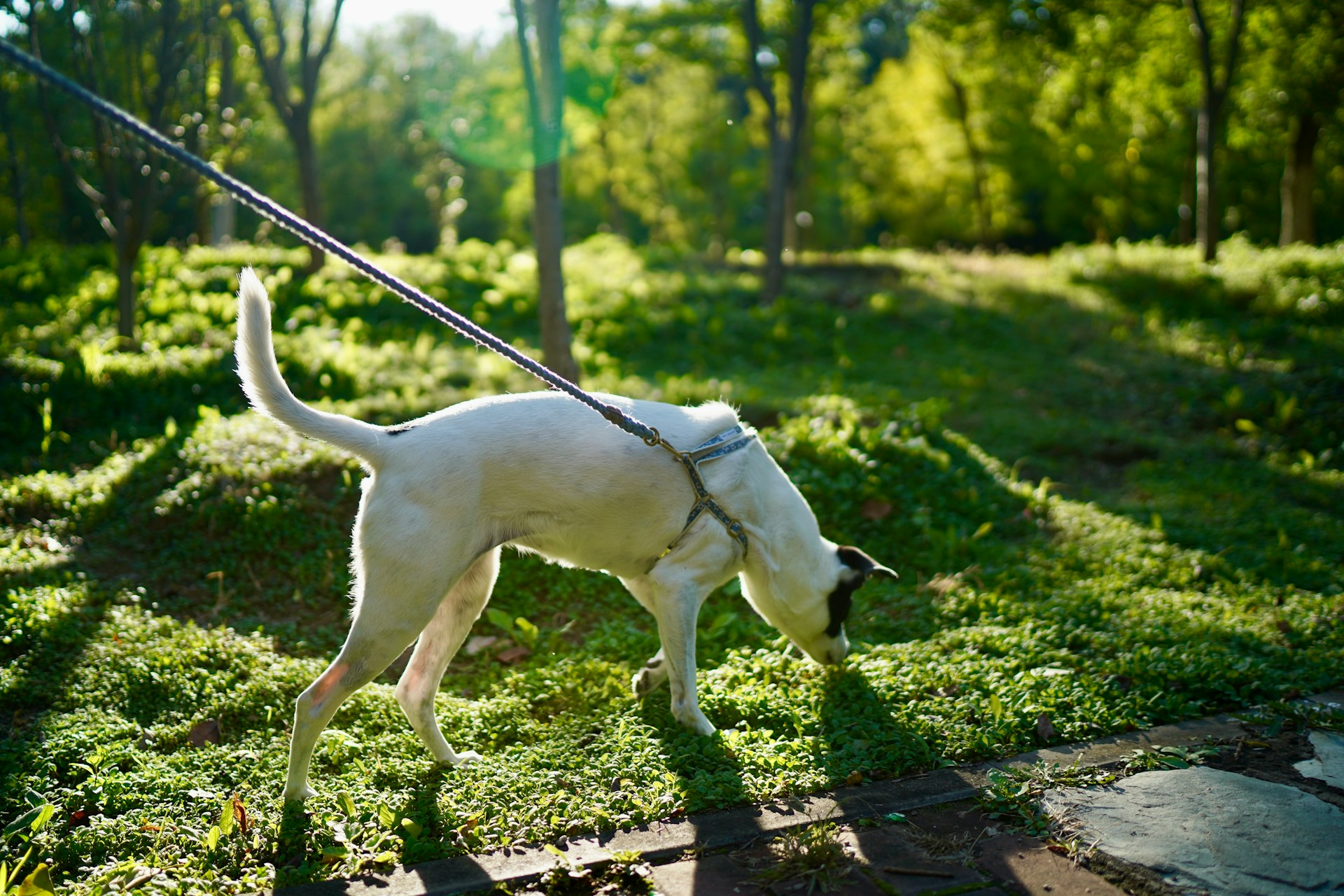 Photograph of a white, medium-sized dog on lead sniffing grass.