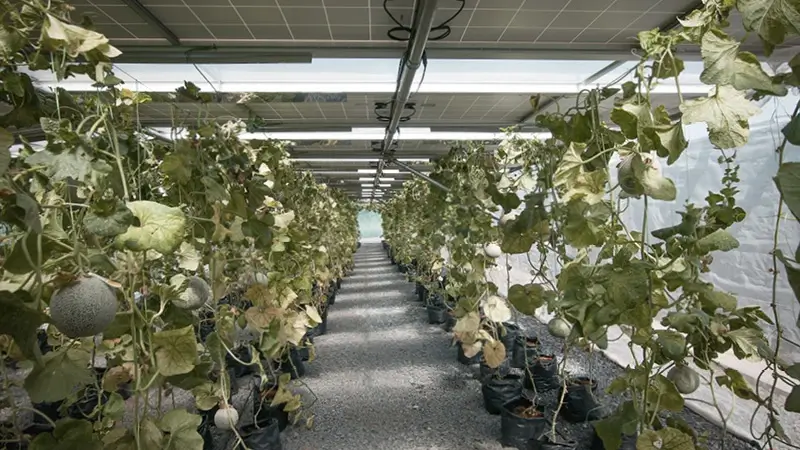 Ein großes Gewächshaus mit Solarmodulen auf dem Dach