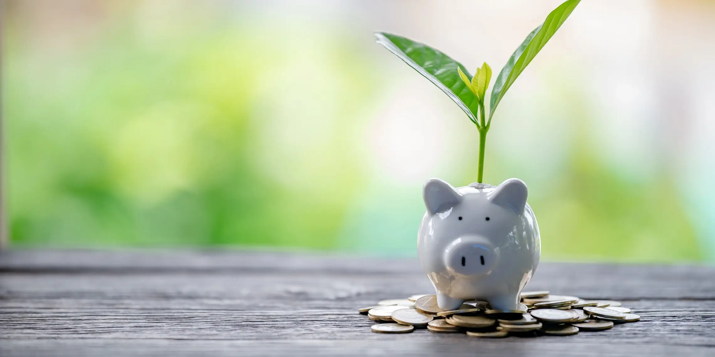 Das Bild zeigt ein Sparschwein, aus dem eine Pflanze wächst, um Socially Responsible Investming zu symbolisieren.