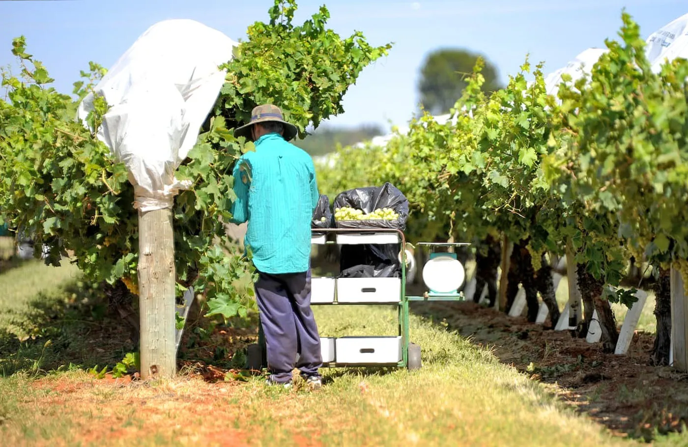 Image relevant to Issue