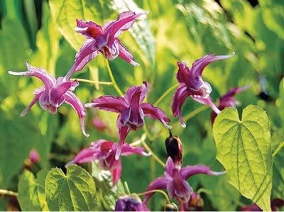 Purple flowers and green leavesDescription automatically generated