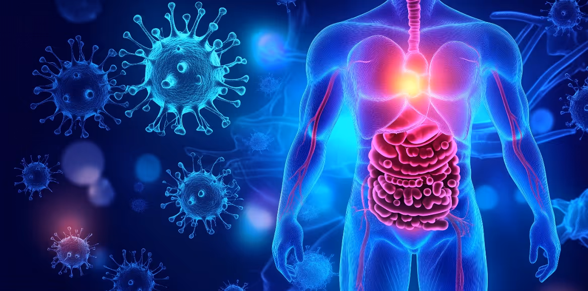 Digital medical illustration showing the human digestive and immune systems. Representing gut dysbiosis and immune system disruption