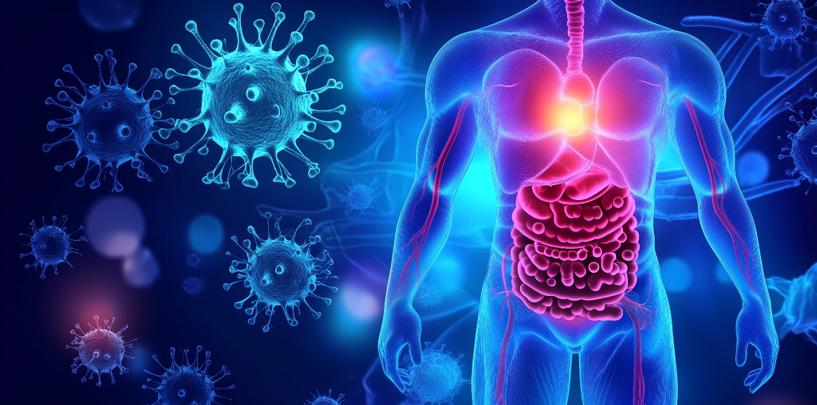 Digital medical illustration showing the human digestive and immune systems. Representing gut dysbiosis and immune system disruption