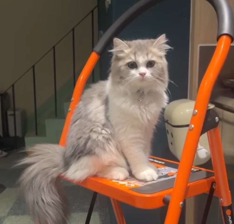 Tang - Kritsana Phongsvarintr