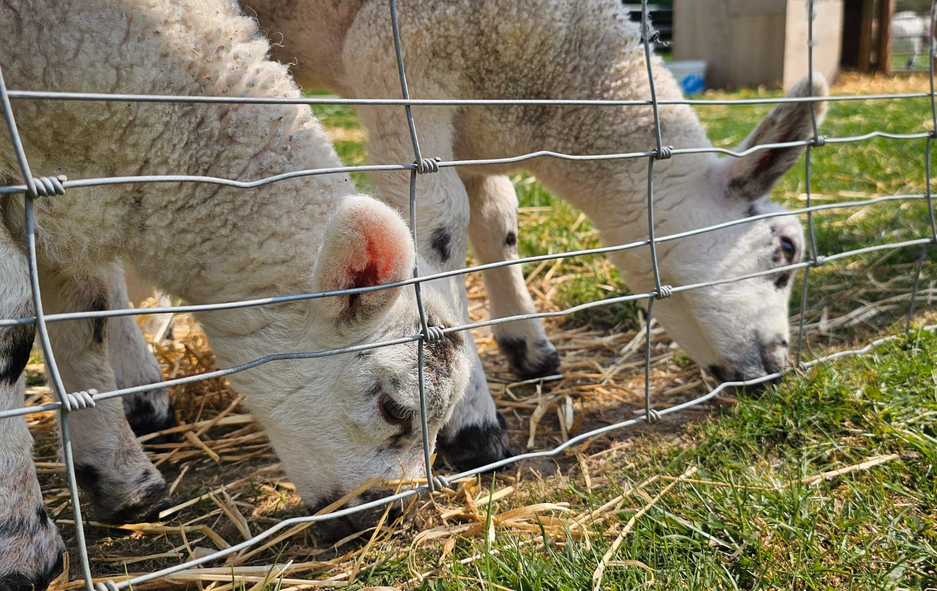 Lamb Feeding