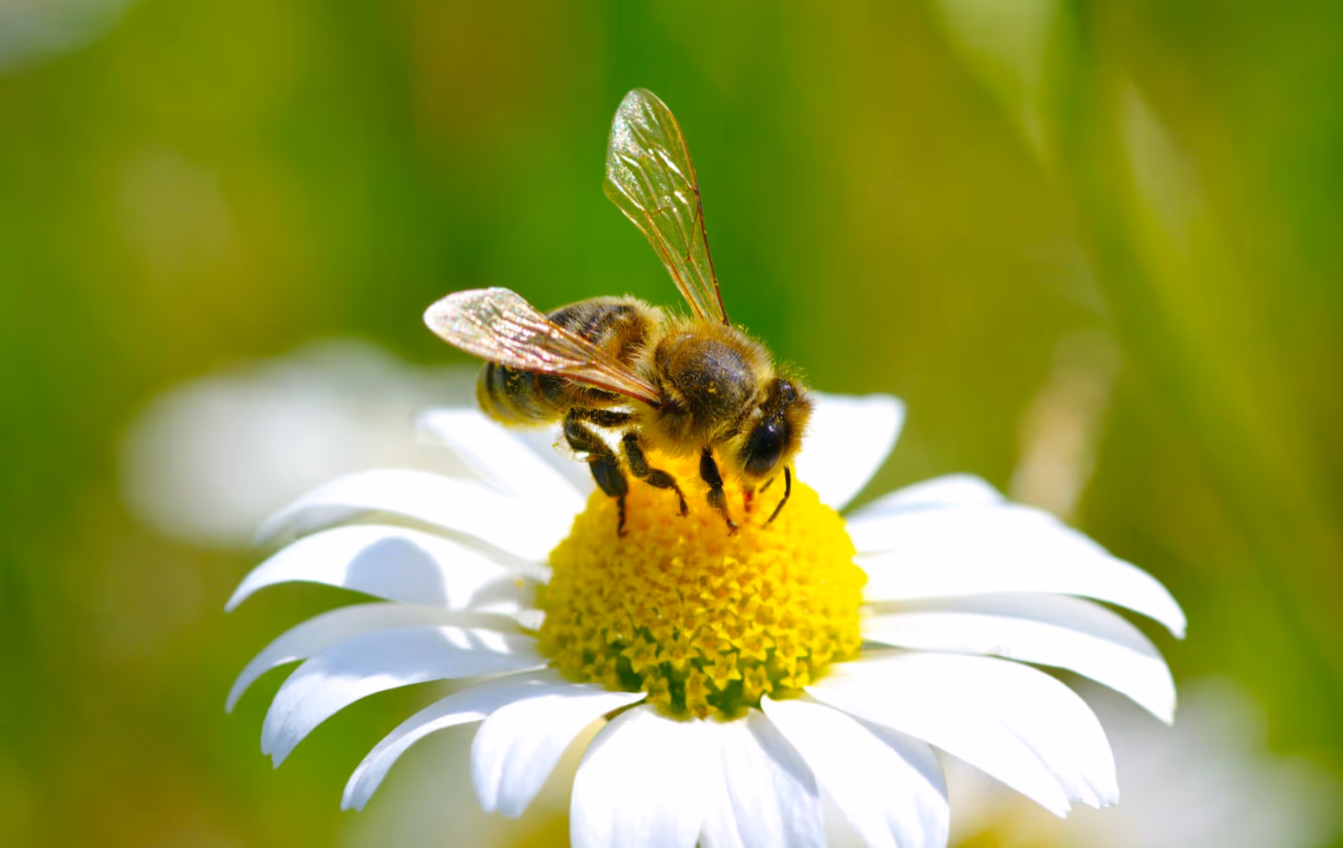 Bee Amazed at Blickling Hall