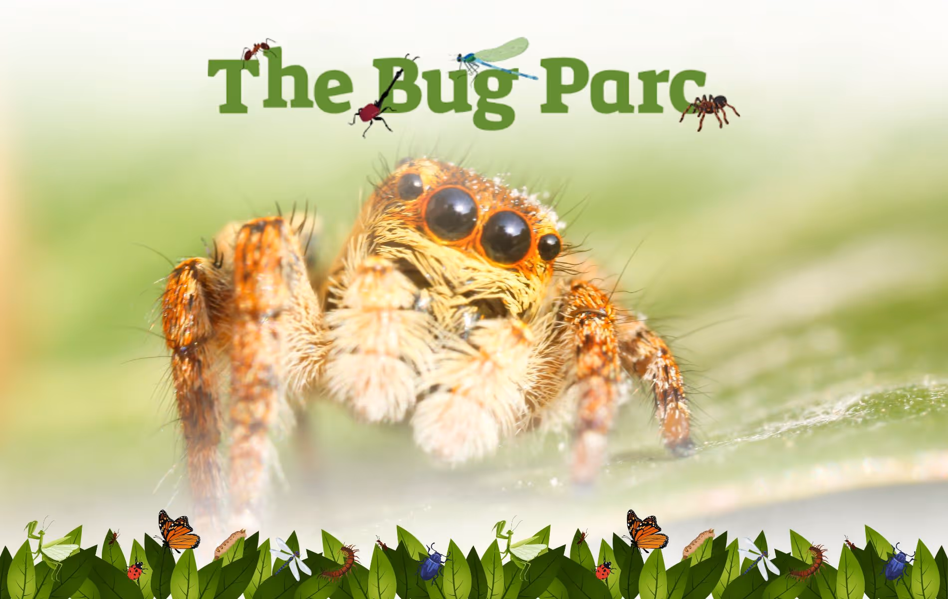 The Bug Parc