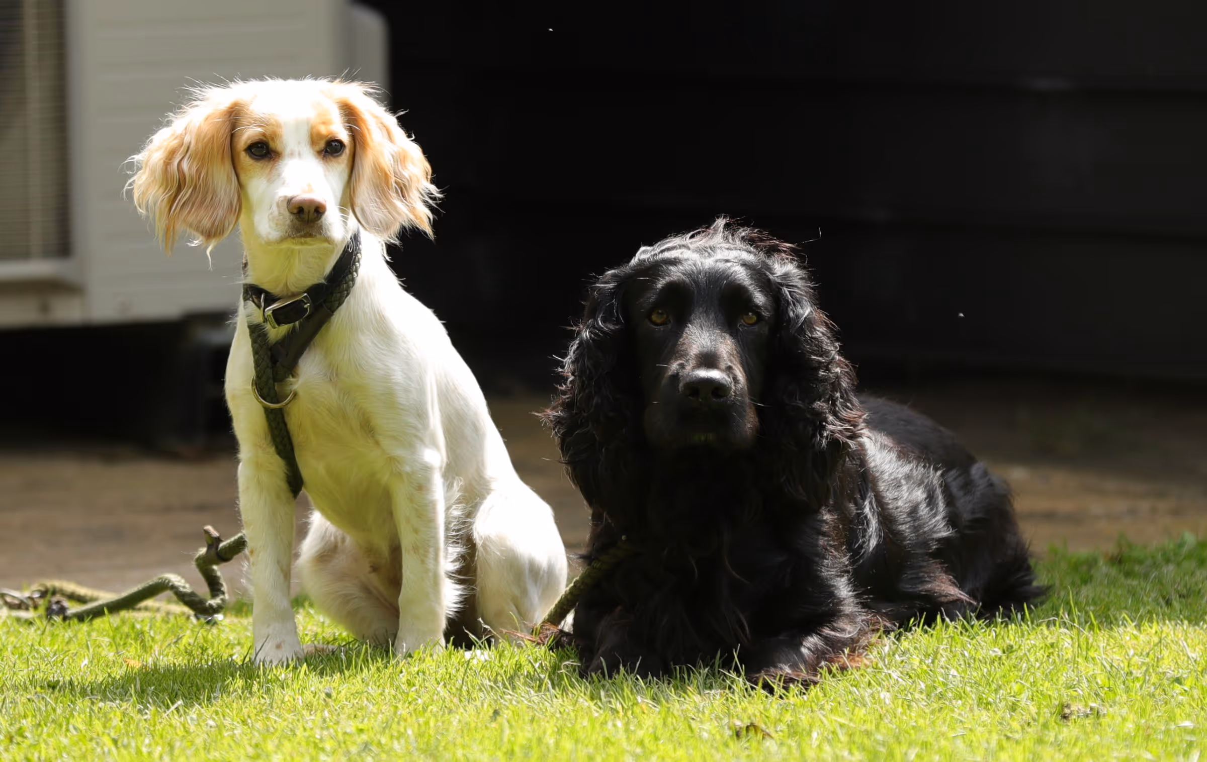 Touring Holiday with Dogs