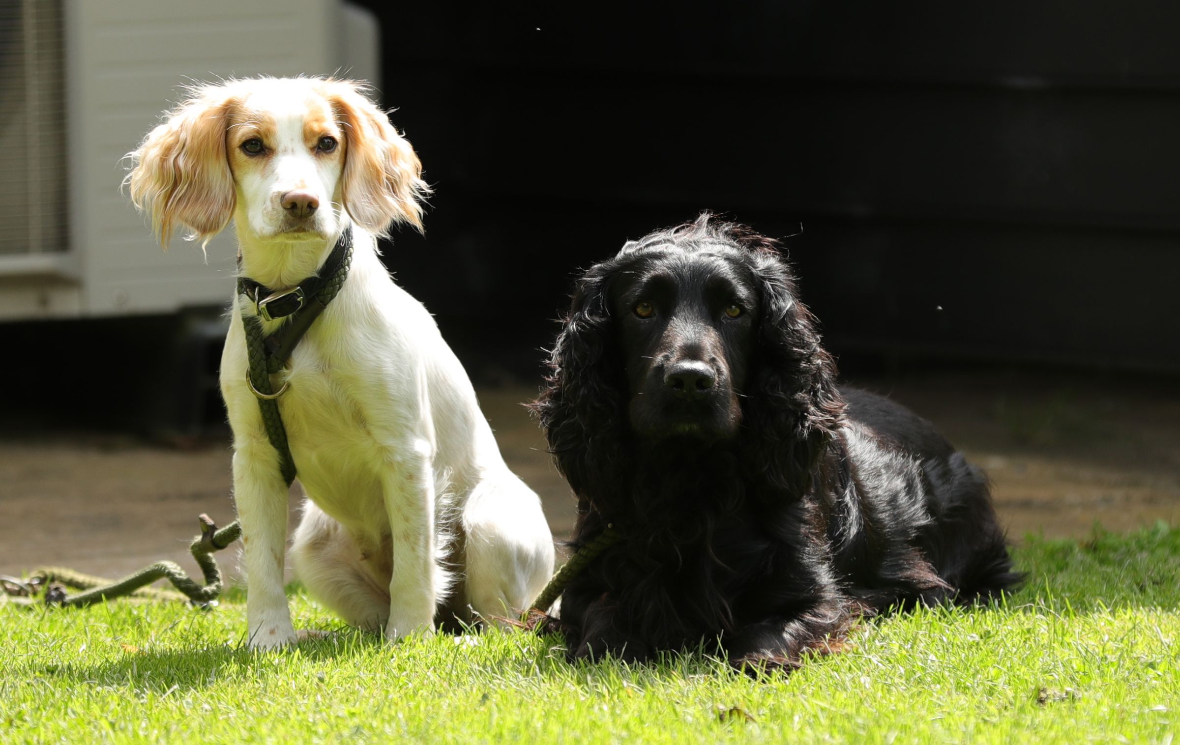 Touring Holiday with Dogs