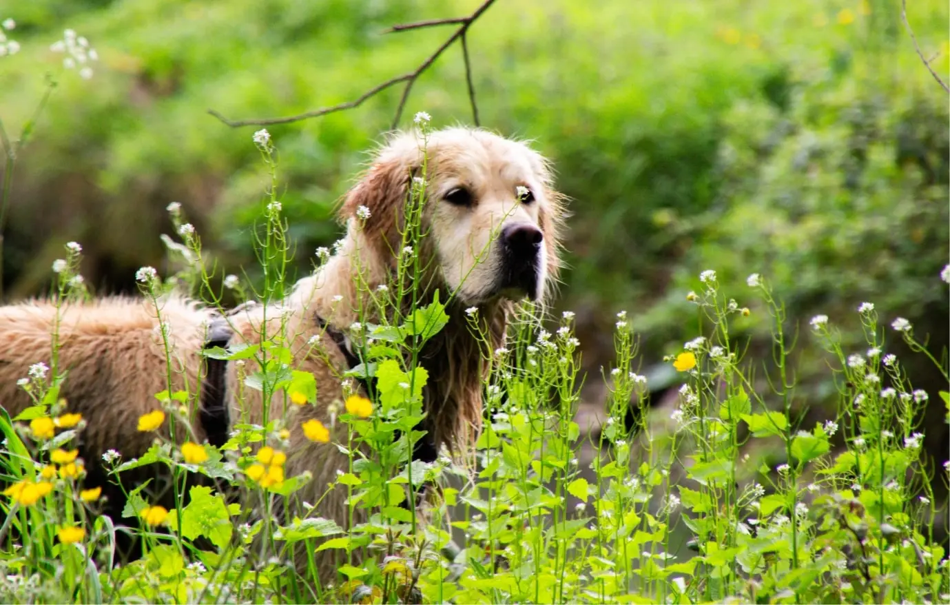Photo d’un chien en séance d’éducation canine en foret près de Bordeaux.