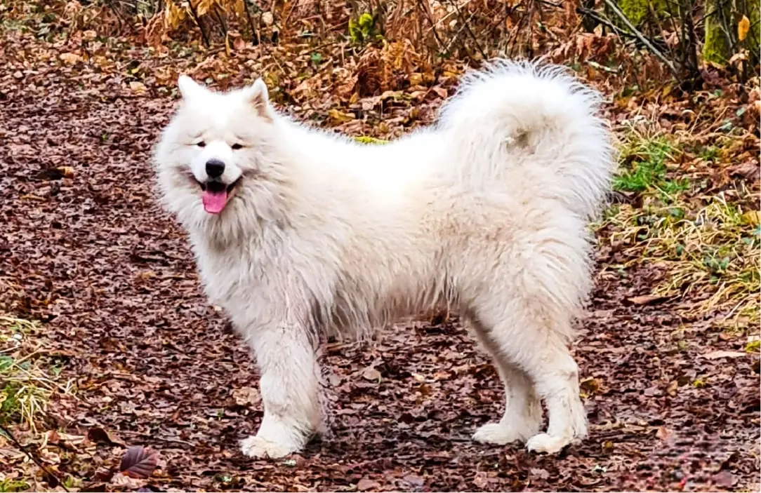 Portrait d’un des chiens qui est éduqué et dont les problèmes de comportement sont travaillés par les éducateurs canin d’Alpha Canin sur Bordeaux.