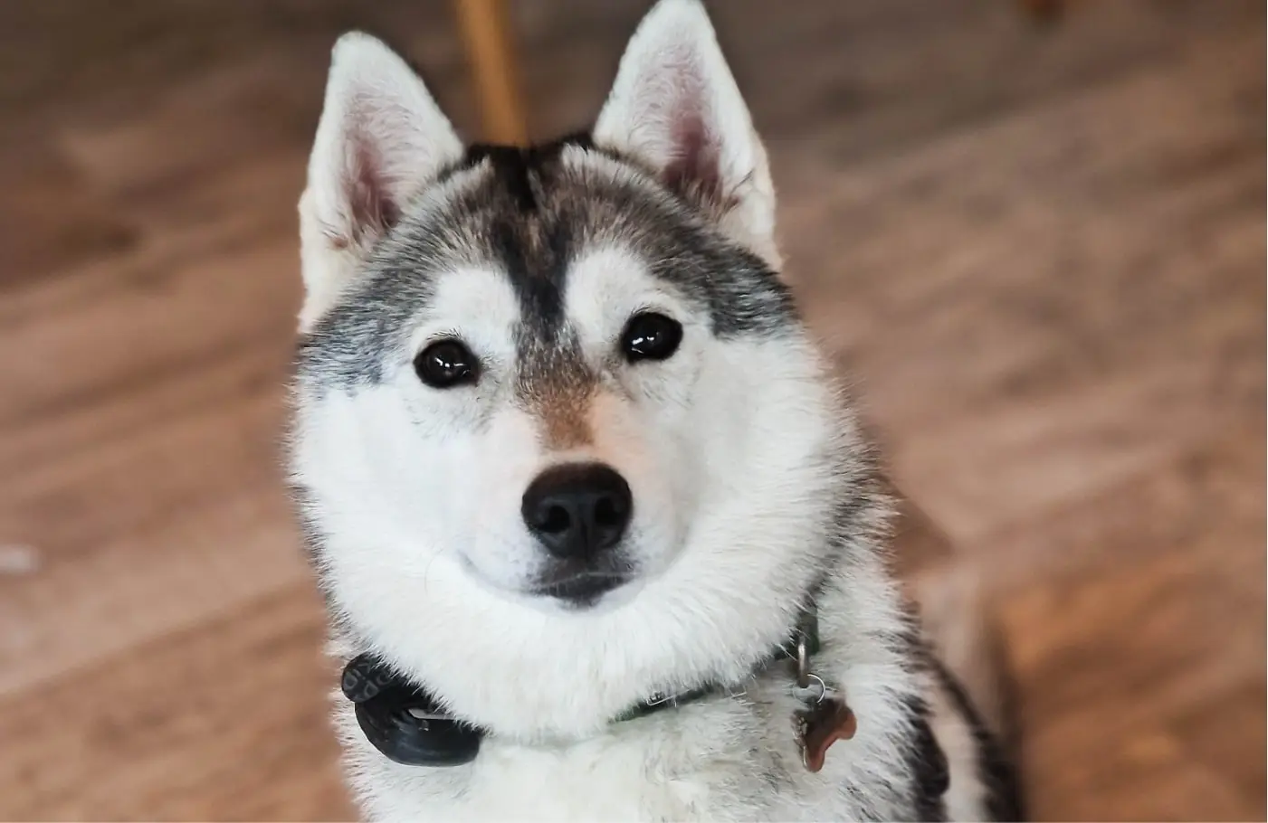 Portrait d’un des chiens qui est éduqué et dont les problèmes de comportement sont travaillés par les éducateurs canin d’Alpha Canin sur Bordeaux.
