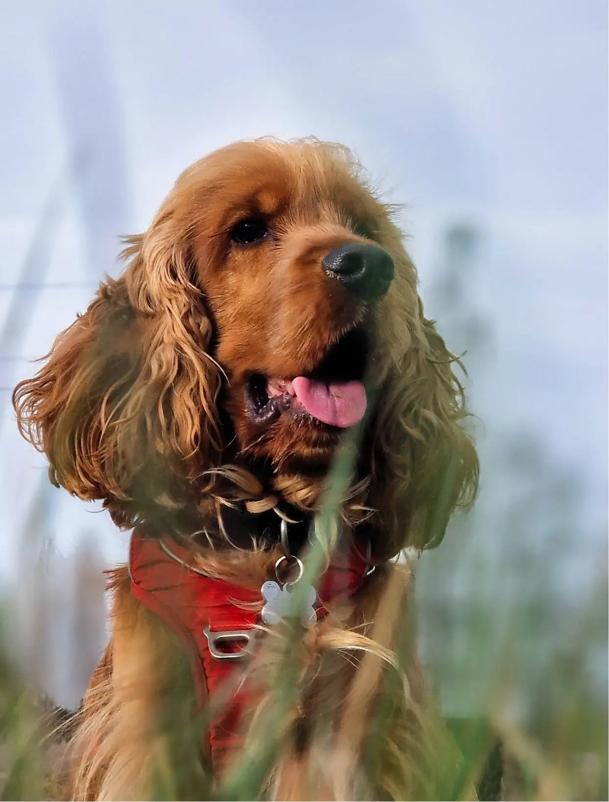 Portrait d’un des chiens qui est éduqué et dont les problèmes de comportement sont travaillés par les éducateurs canin d’Alpha Canin sur Bordeaux.