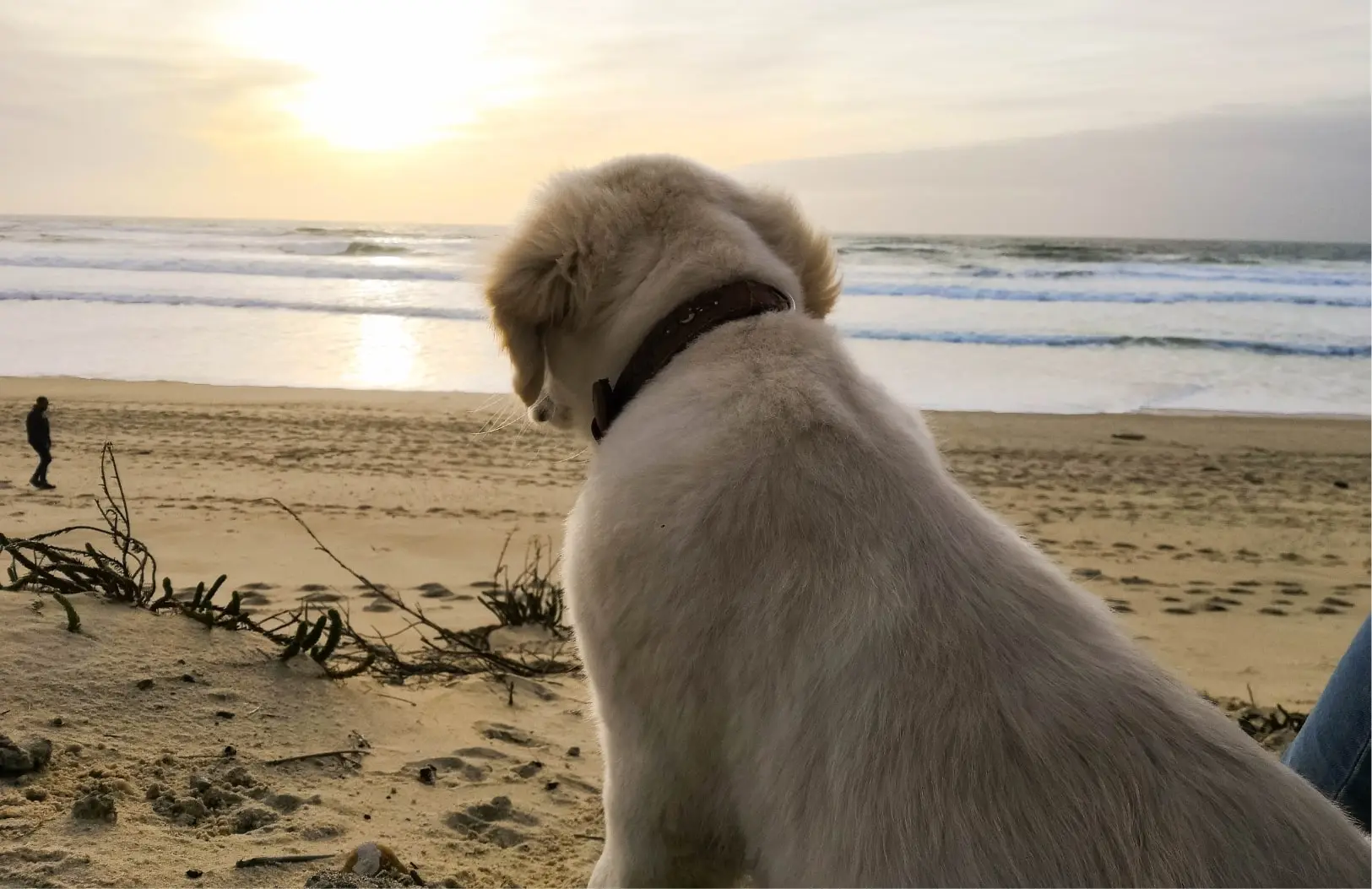 Photo d’un chien sur la plage au bassin d’Arcachon.