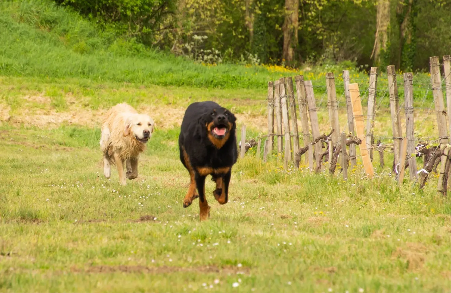 Photo de deux chiens en école d’éducation canine qui font des activités sportives près de Bordeaux.
