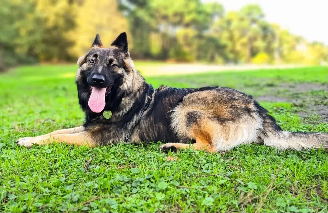 Portrait d’un des chiens qui est éduqué et dont les problèmes de comportement sont travaillés par les éducateurs canin d’Alpha Canin sur Bordeaux.
