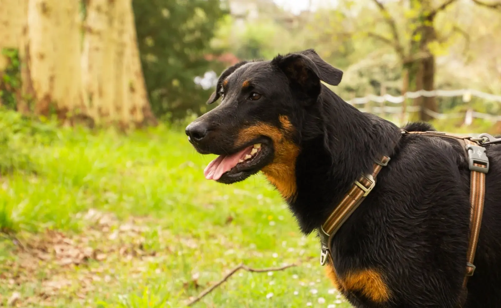 Portrait photo d’un chien appartenant à un éducateur canin présent sur Bordeaux