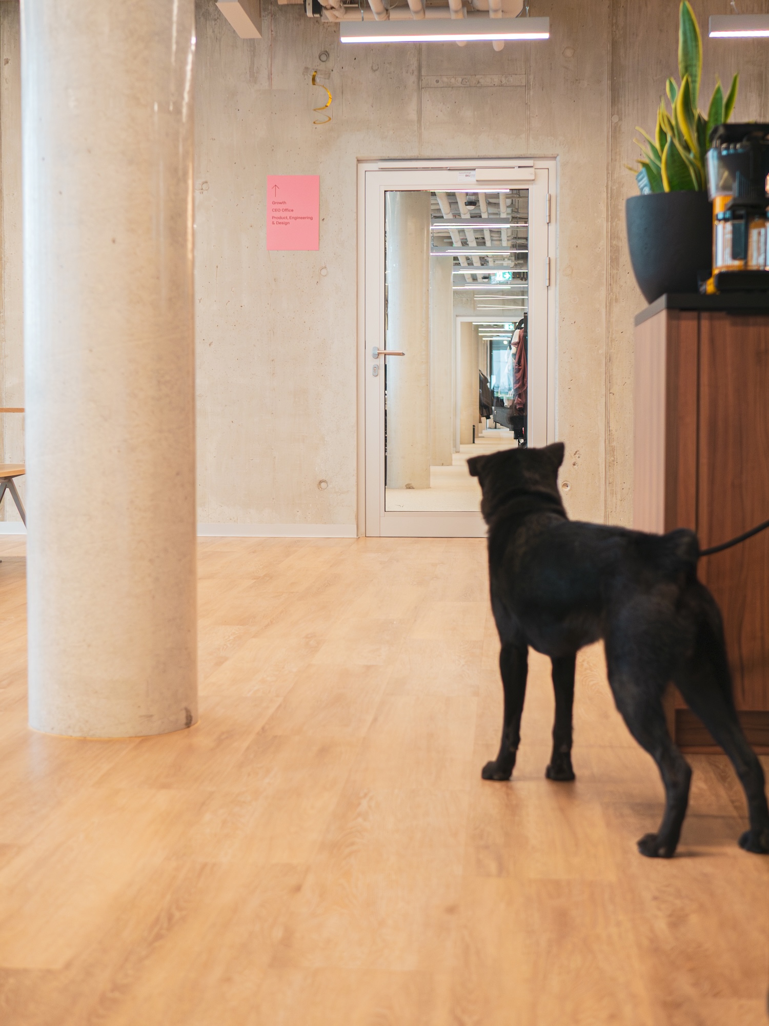 A dog exploring a corridor in Hive's Berlin office near the team directory signage