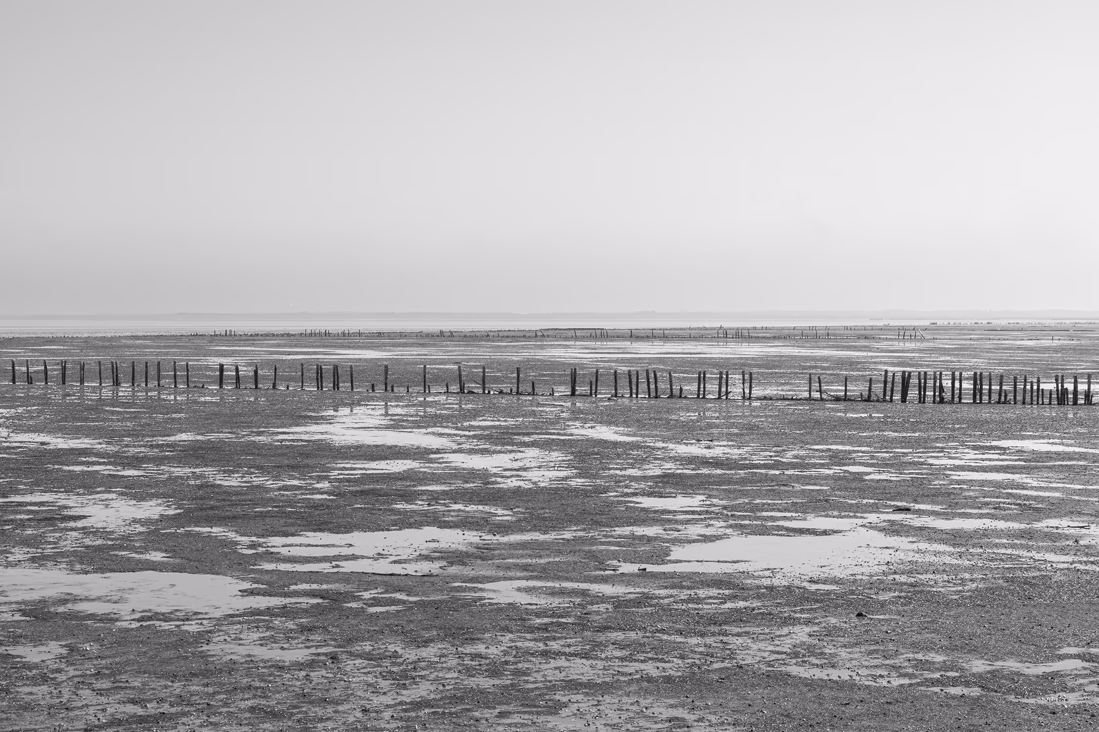 Monochrome landscape of Rømø Dam at low tide, featuring leading lines of wooden groynes and raw mudflat textures typical of the Wadden Sea.