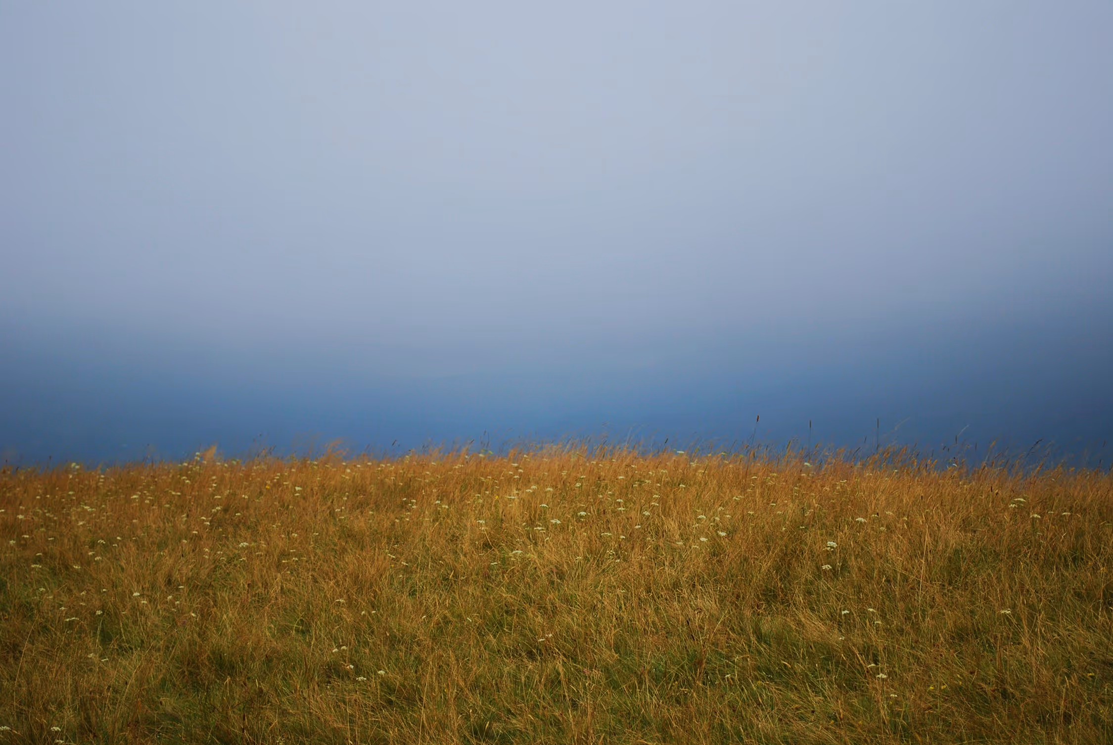 Minimalist landscape photography from Georgia showing a textured field of golden dry grass contrasting with a vast, deep blue layer of thick fog, creating significant negative space and an ethereal mood.