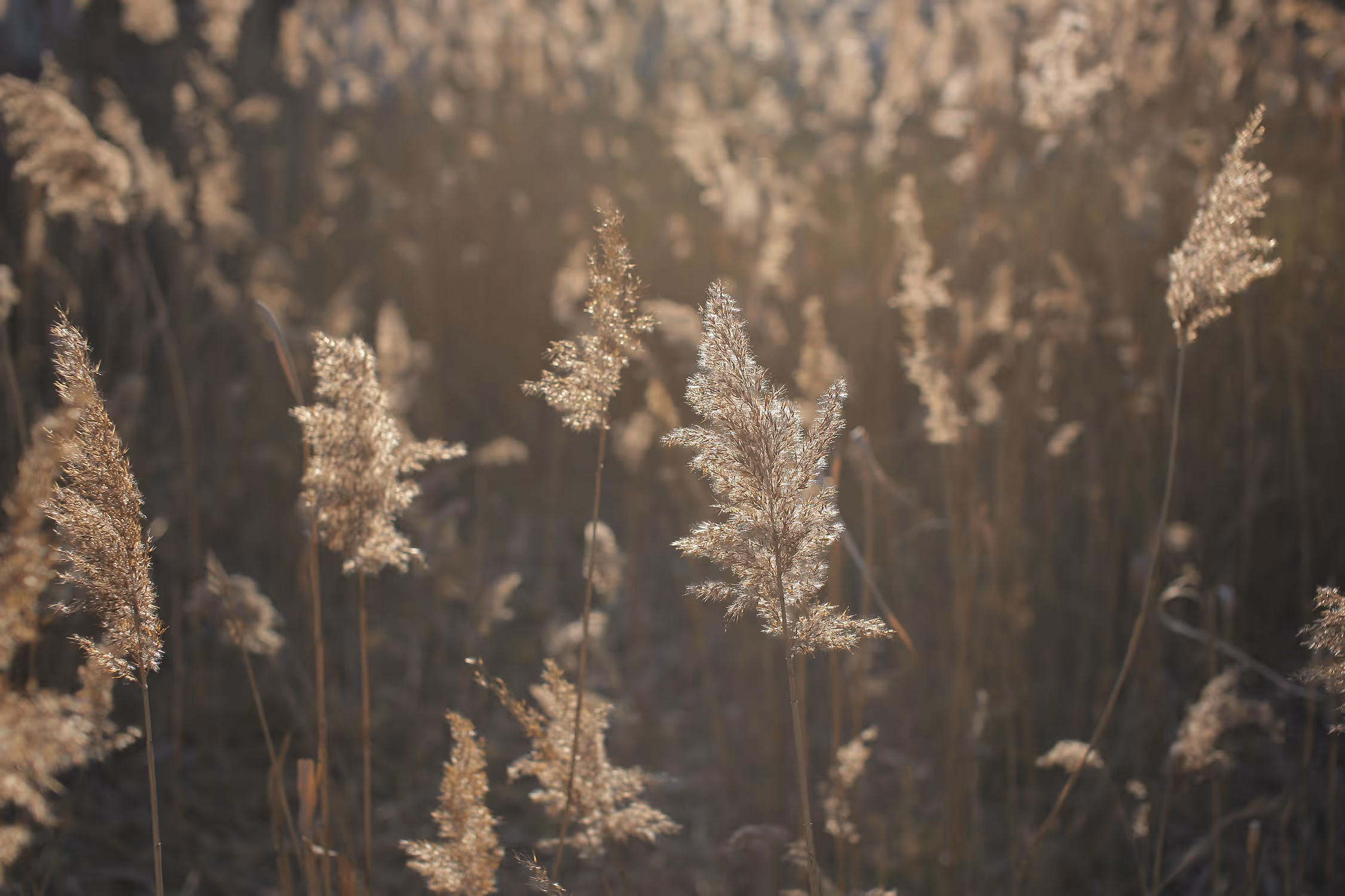 Close-up of dry reeds glowing in warm golden hour backlight, showcasing the soft, feathery texture against a dreamy bokeh background, ideal for boho style interior decor.