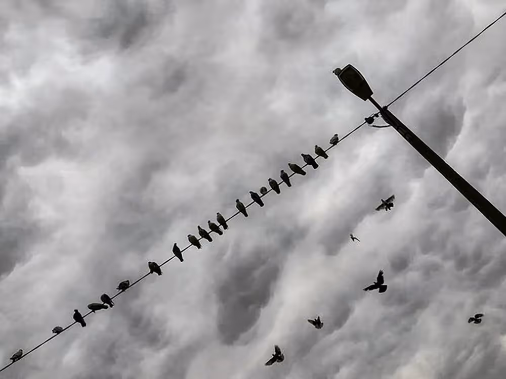 A dramatic monochrome urban photograph featuring a row of birds silhouetted against a heavy, textured cloudy sky, resting on a diagonal wire attached to a street lamp, with several birds in dynamic flight below.