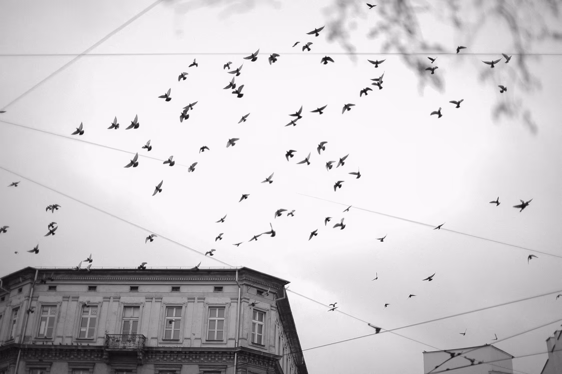 Cinematic B&W shot of a flock of birds flying over a historic tenement house in Kraków Old Town. Atmospheric urban composition with wires.